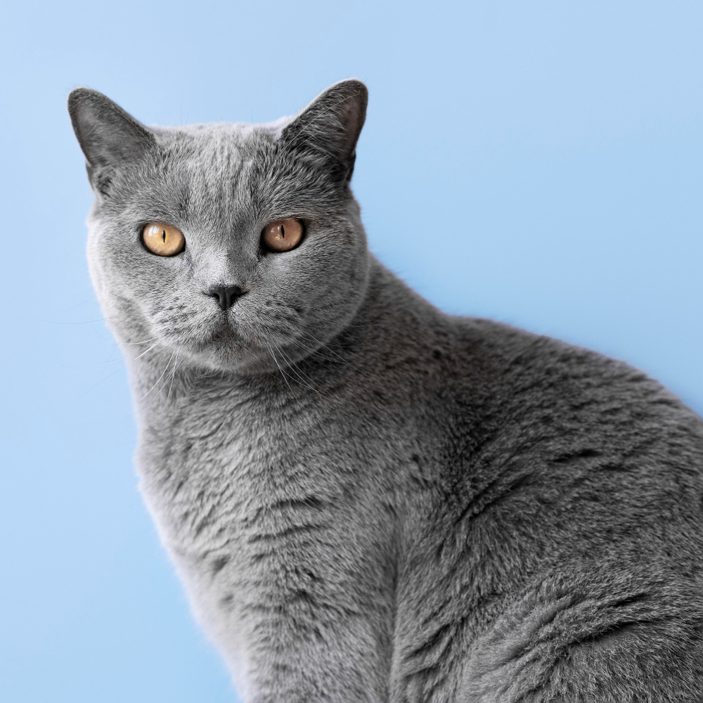 Average Weight Range for a Male British Shorthair Cat