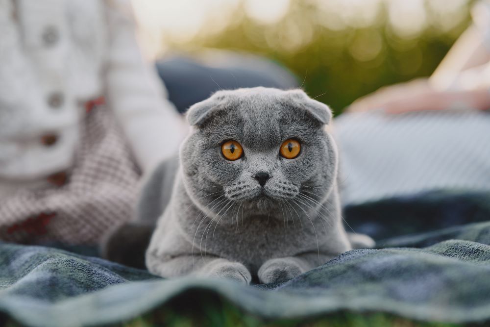 British Shorthair Cat Breeding & Genetics