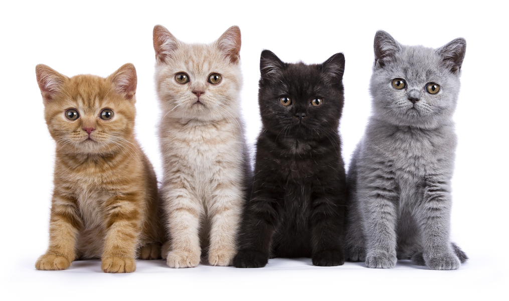 British Shorthair Coat Colors